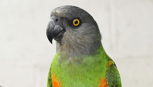 BONTE BOERTJE